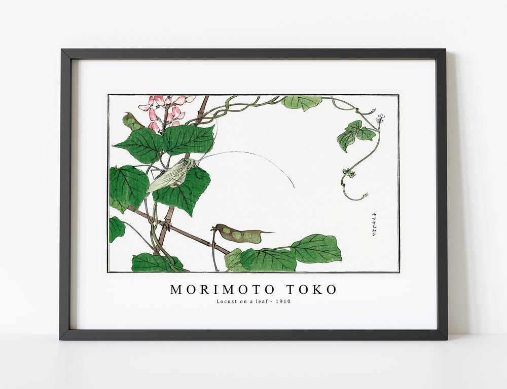 Morimoto Toko - Locust on a leaf illustration from Churui Gafu (1910)