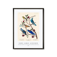 John James Audubon - Townsend's Warbler, Arctic Blue-bird and Western Blue-bird from Birds of America (1827)