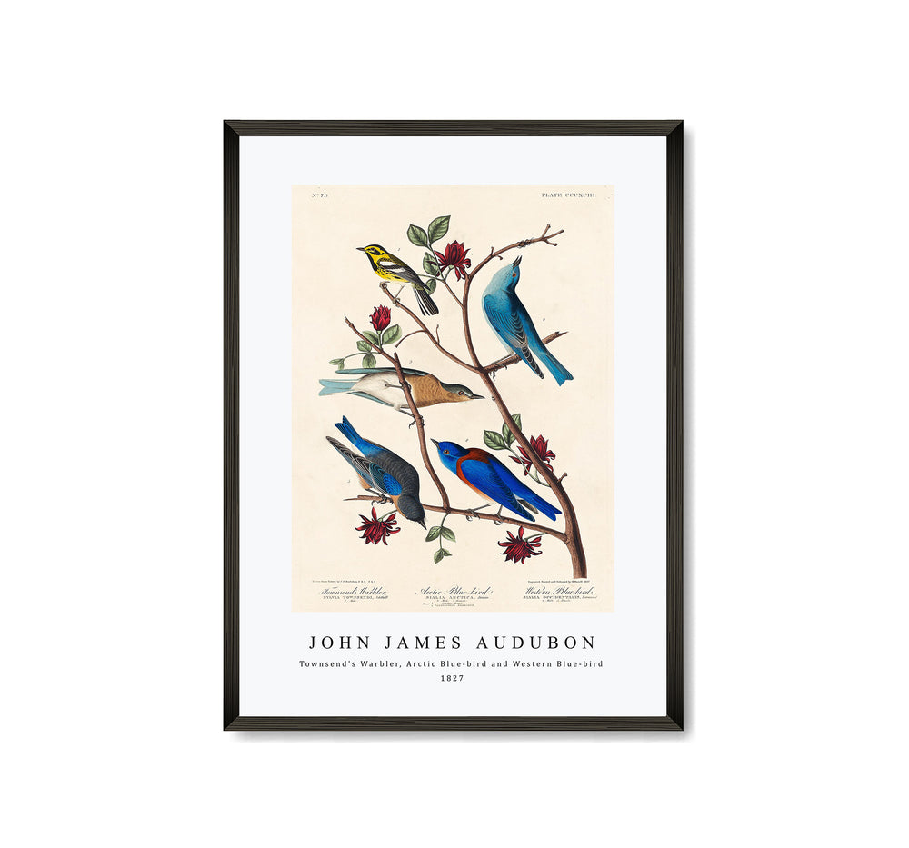 John James Audubon - Townsend's Warbler, Arctic Blue-bird and Western Blue-bird from Birds of America (1827)