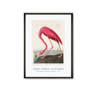 
              John James Audubon - Pink Flamingo from Birds of America (1827)
            