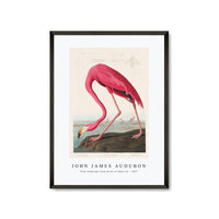 John James Audubon - Pink Flamingo from Birds of America (1827)