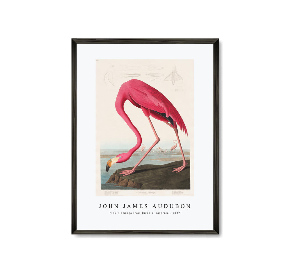 John James Audubon - Pink Flamingo from Birds of America (1827)