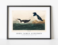 
              John James Audubon - Little Auk from Birds of America (1827)
            