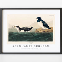 John James Audubon - Little Auk from Birds of America (1827)