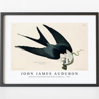 John James Audubon - Swallow-tailed Hawk from Birds of America (1827)