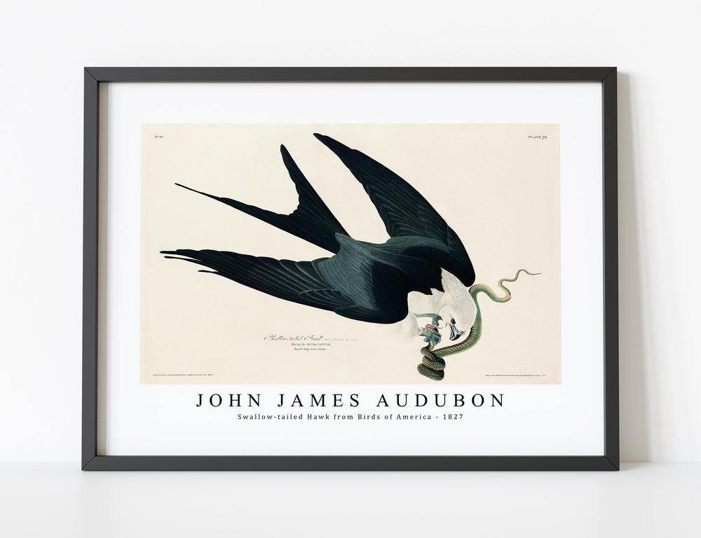 John James Audubon - Swallow-tailed Hawk from Birds of America (1827)