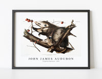 
              John James Audubon - Virginian Opossum
            