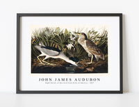 
              John James Audubon - Night Heron, or Qua bird from Birds of America (1827)
            