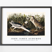 John James Audubon - Night Heron, or Qua bird from Birds of America (1827)