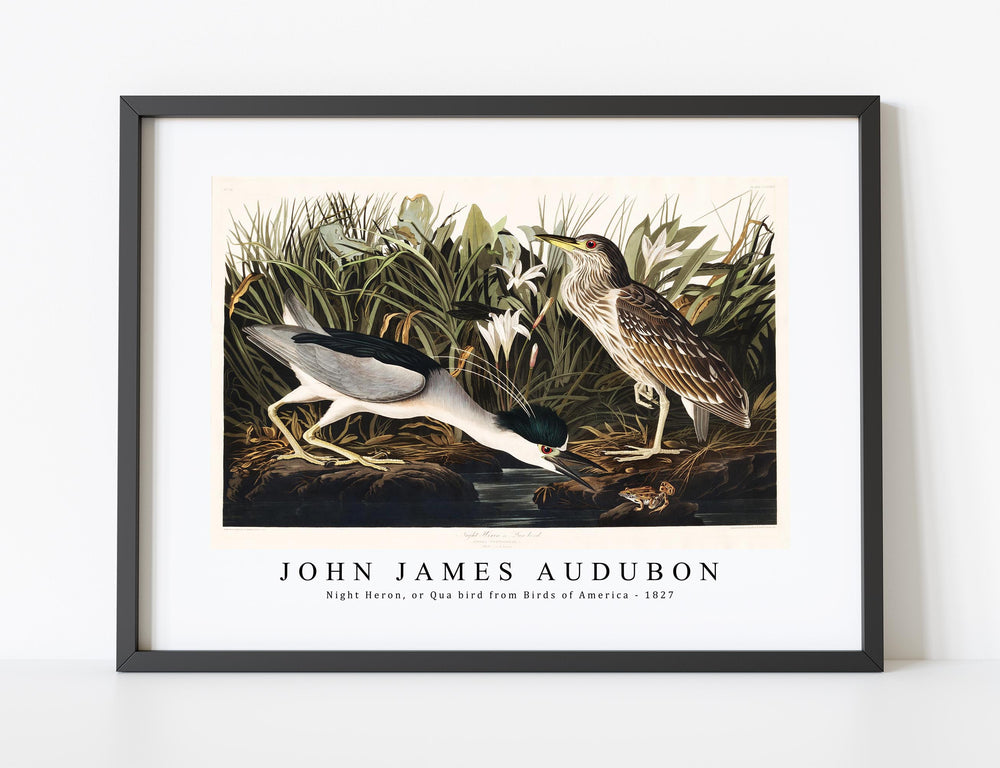 John James Audubon - Night Heron, or Qua bird from Birds of America (1827)