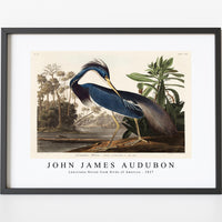 John James Audubon - Louisiana Heron from Birds of America (1827)