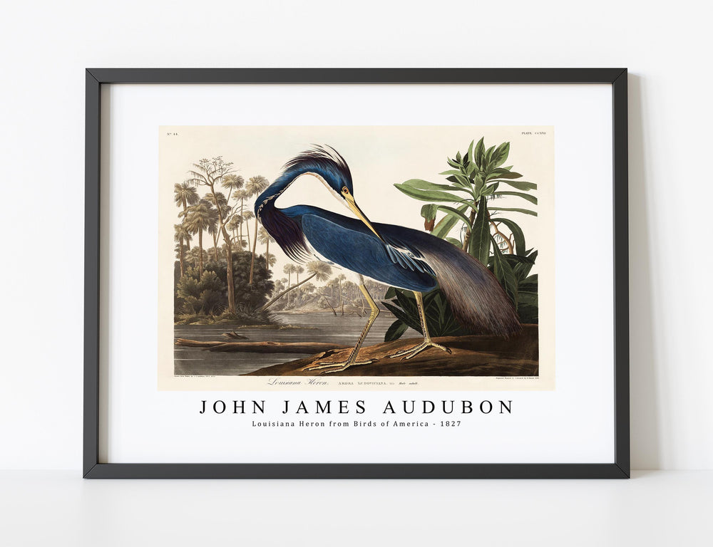 John James Audubon - Louisiana Heron from Birds of America (1827)