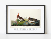 
              John James Audubon - Wild Turkey or Great American Cock from Birds of America (1827)
            