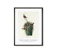 
              John James Audubon - Marsh Wren from Birds of America (1827)
            