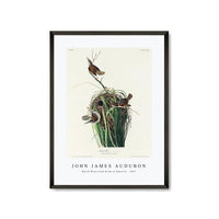 John James Audubon - Marsh Wren from Birds of America (1827)