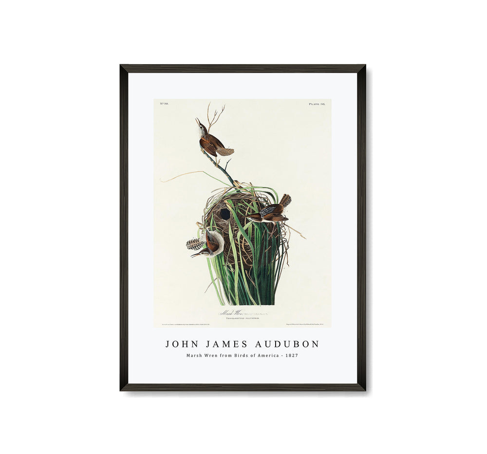 John James Audubon - Marsh Wren from Birds of America (1827)