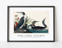 
              John James Audubon - Red-Throated Diver from Birds of America (1827)
            