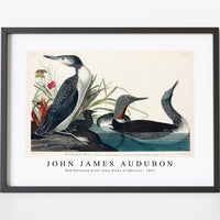 John James Audubon - Red-Throated Diver from Birds of America (1827)