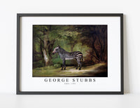 
              George Stubbs - Zebra 1763
            