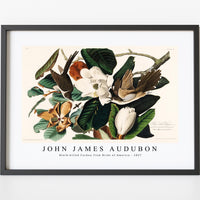 John James Audubon - Black-billed Cuckoo from Birds of America (1827)