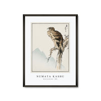 Numata Kashu - Black-eared Kite illustration from Pictorial Monograph of Birds (1885)