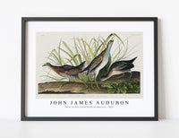 
              John James Audubon - Sora; or Rail from Birds of America (1827)
            