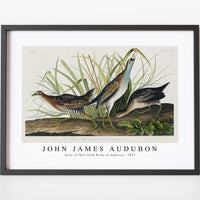 John James Audubon - Sora; or Rail from Birds of America (1827)