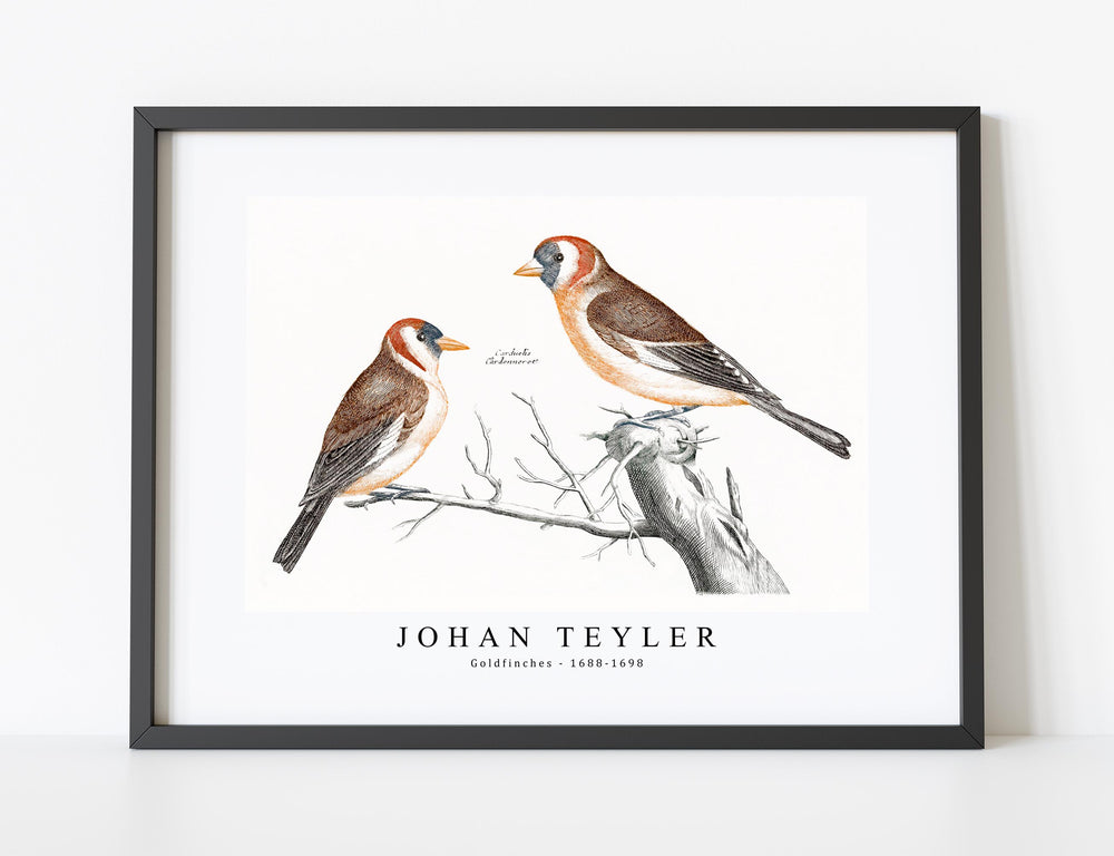 Johan Teyler - Goldfinches (1688-1698)