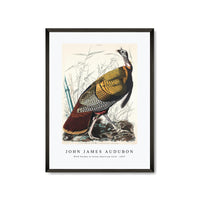 John James Audubon - Wild Turkey or Great American Cock from Birds of America (1827)