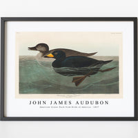 John James Audubon - American Scoter Duck from Birds of America (1827)