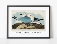 
              John James Audubon - Kittiwake Gull from Birds of America (1827)
            