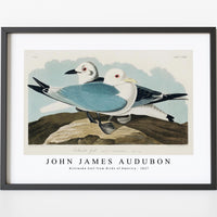 John James Audubon - Kittiwake Gull from Birds of America (1827)