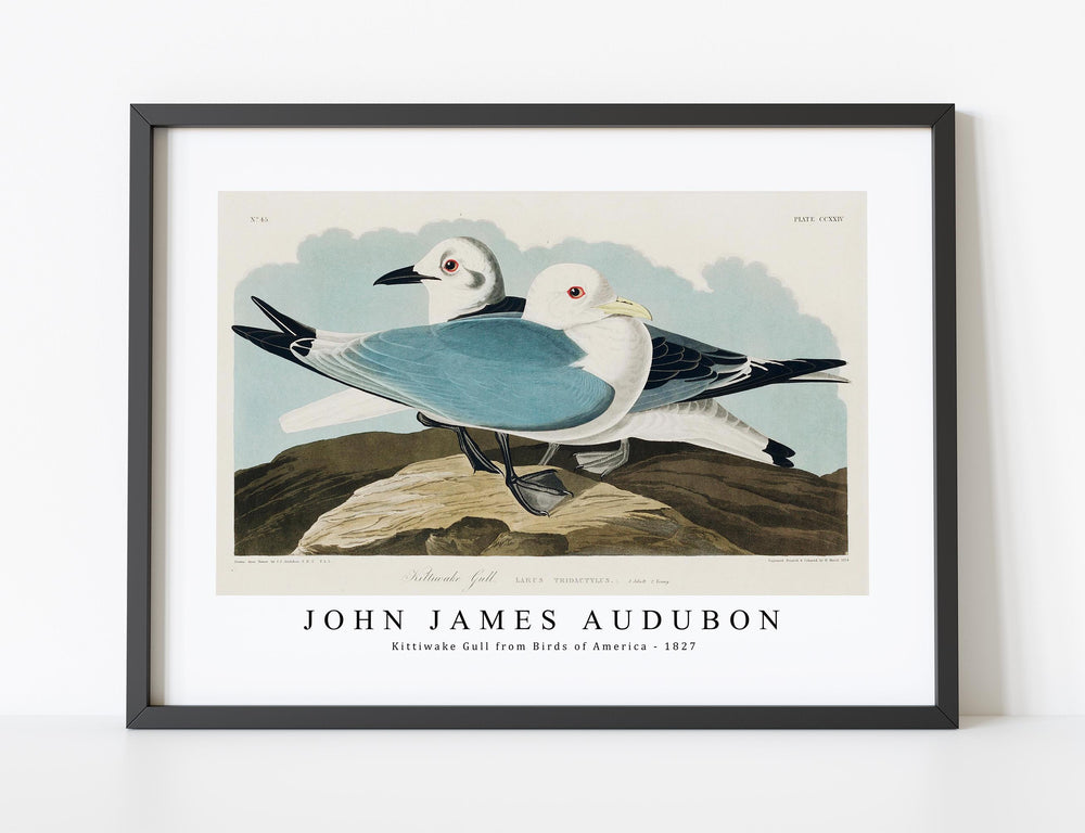 John James Audubon - Kittiwake Gull from Birds of America (1827)