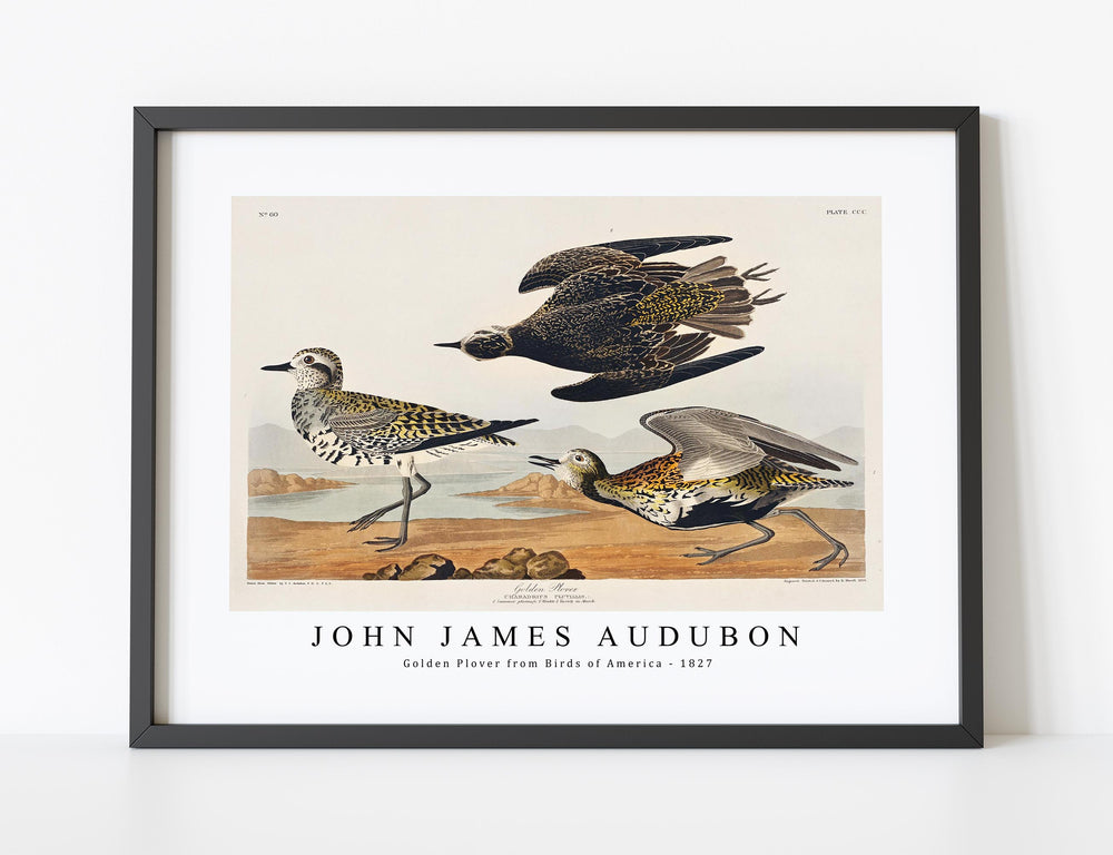 John James Audubon - Golden Plover from Birds of America (1827)