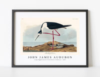 
              John James Audubon - Long-legged Avocet from Birds of America (1827)
            