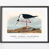 John James Audubon - Long-legged Avocet from Birds of America (1827)