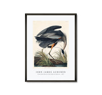 
              John James Audubon - Great blue Heron from Birds of America (1827)
            