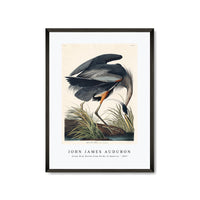 John James Audubon - Great blue Heron from Birds of America (1827)