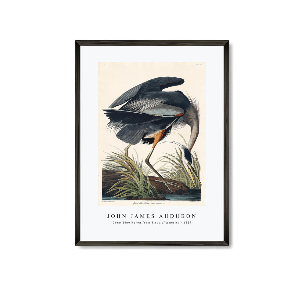 John James Audubon - Great blue Heron from Birds of America (1827)