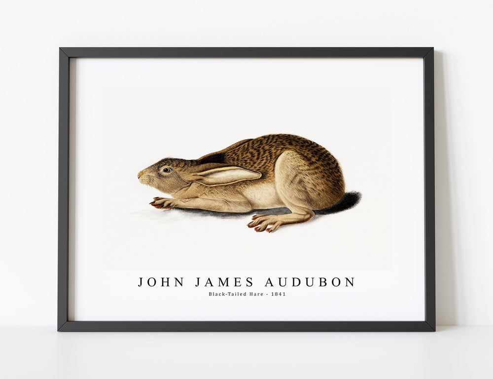 John James Audubon - Black-Tailed Hare (1841)