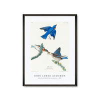 John James Audubon - Blue-bird from Birds of America (1827)