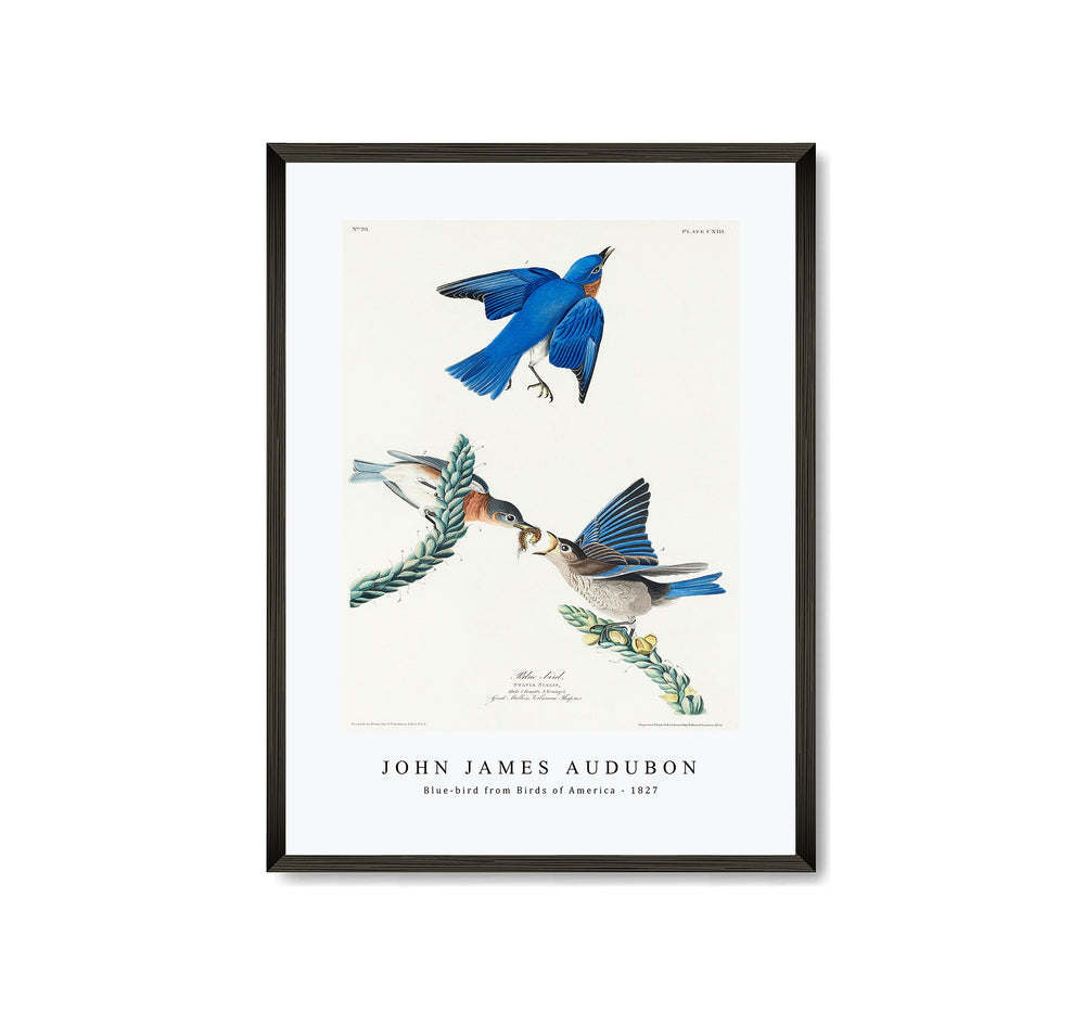 John James Audubon - Blue-bird from Birds of America (1827)