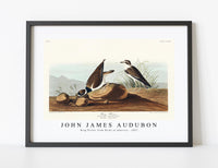 
              John James Audubon - Ring Plover from Birds of America (1827)
            