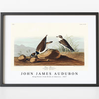 John James Audubon - Ring Plover from Birds of America (1827)