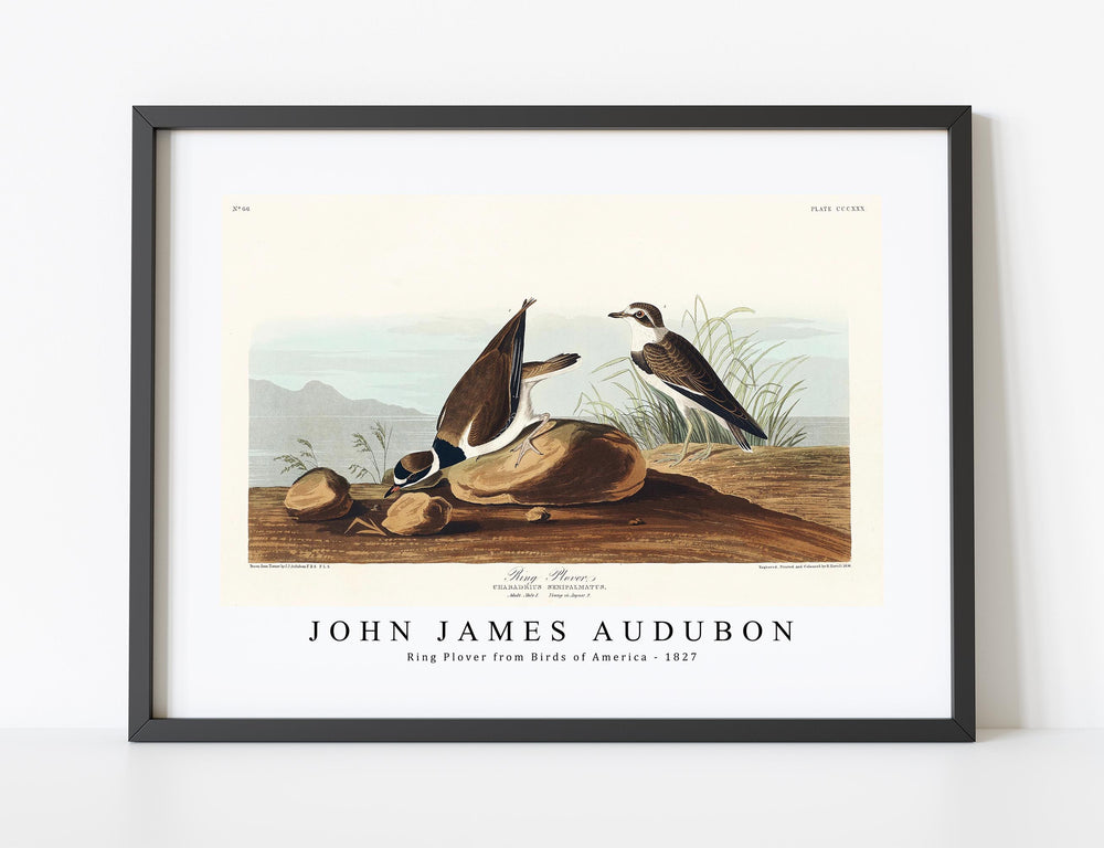 John James Audubon - Ring Plover from Birds of America (1827)