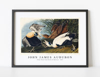 
              John James Audubon - Eider Duck from Birds of America (1827)
            