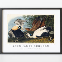 John James Audubon - Eider Duck from Birds of America (1827)