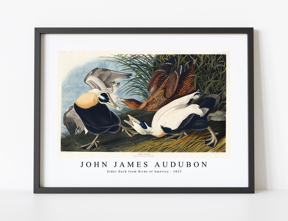 John James Audubon - Eider Duck from Birds of America (1827)