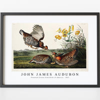 John James Audubon - Pinnated Grouse from Birds of America (1827)