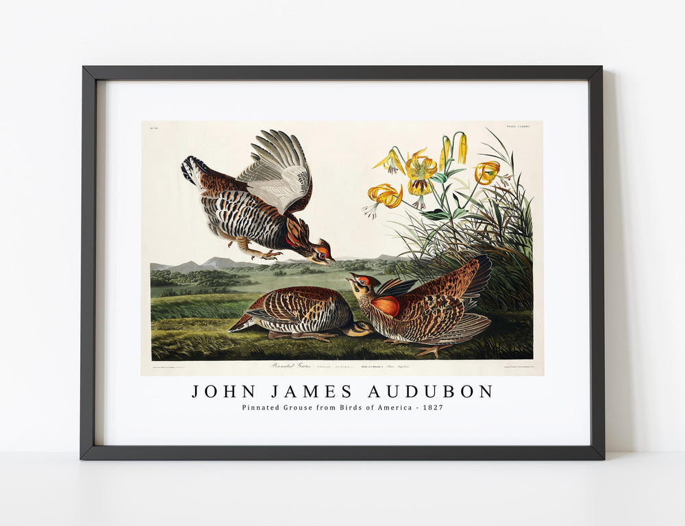 John James Audubon - Pinnated Grouse from Birds of America (1827)